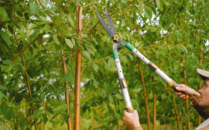 Tree trimming in Stone Lake, WI