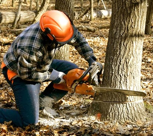 Tree Removal in Stone Lake, WI
